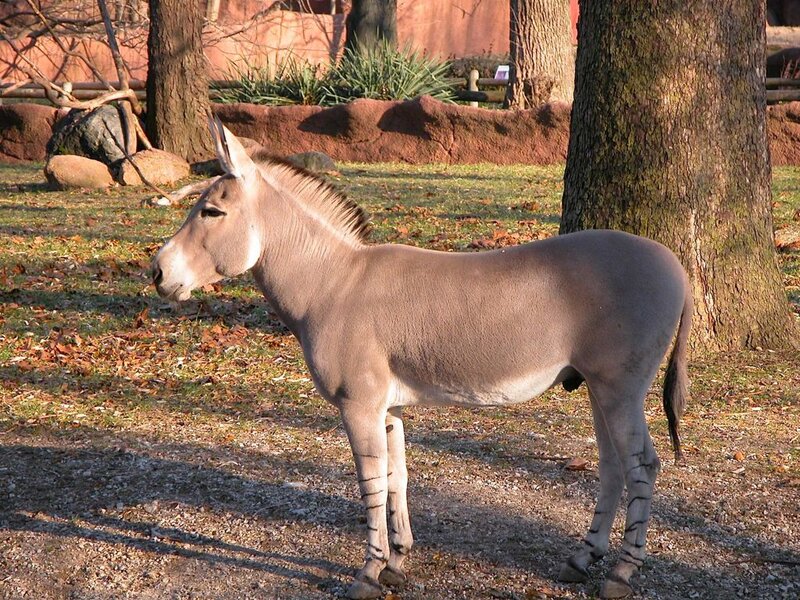 Donkey in Enclosure