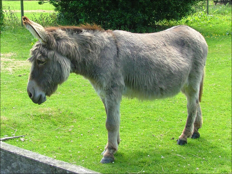 Donkey in Grass