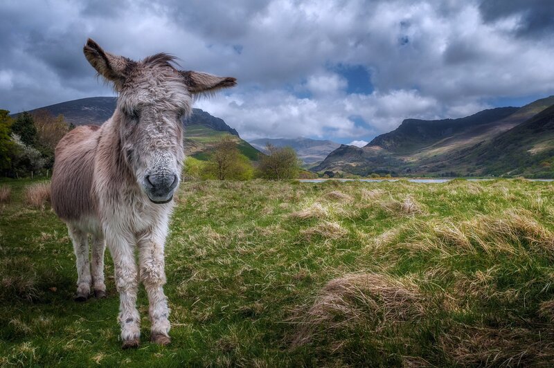 Donkey in Grassy Field