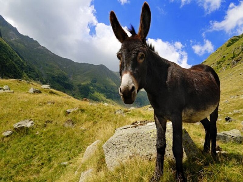 Donkey in Mountain Field