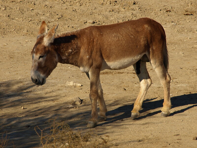 donkey in sandy terrain