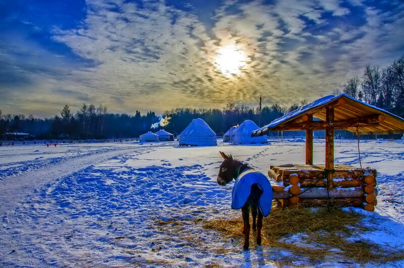 Donkey in Winter Coat