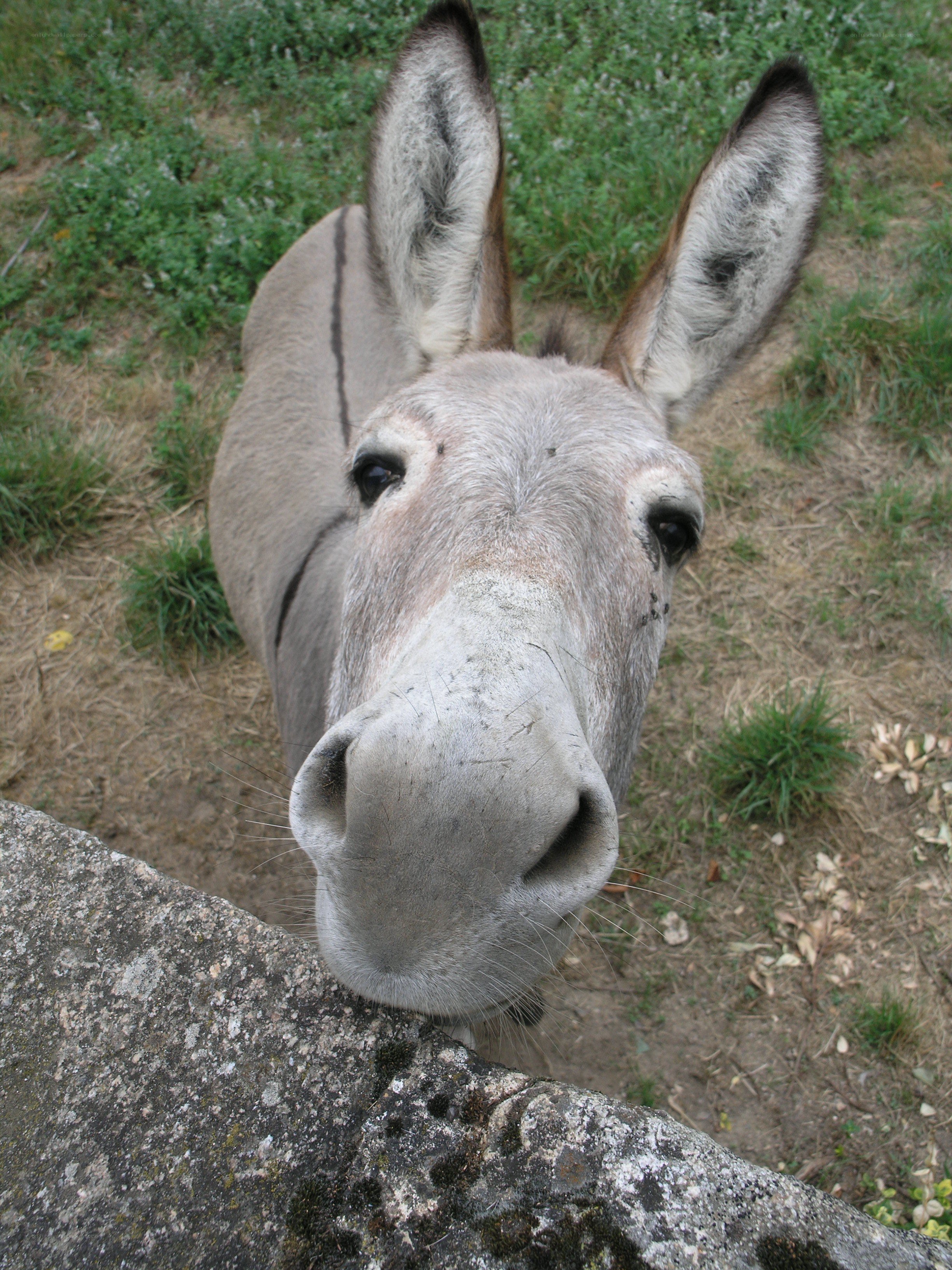 donkey looking at camera