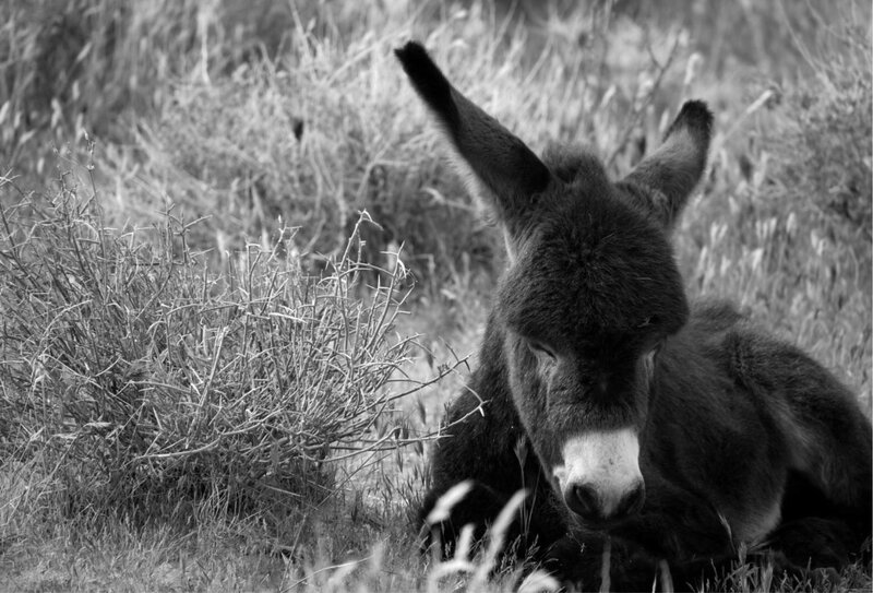Donkey Lying in Grass
