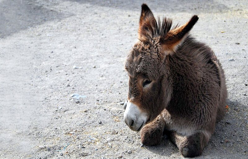 Donkey Lying on Ground — Brown