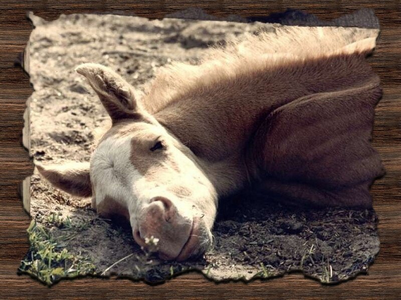 Donkey Lying on Ground