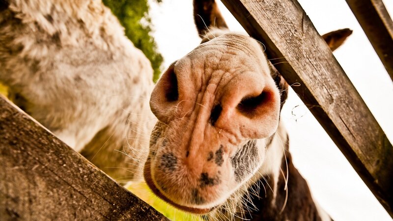 Donkey Nose Close-up