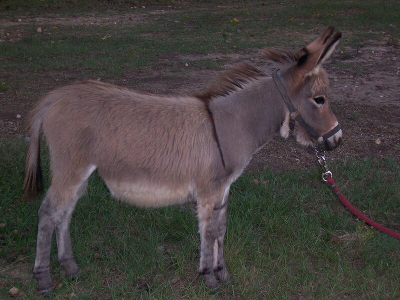 donkey on a leash