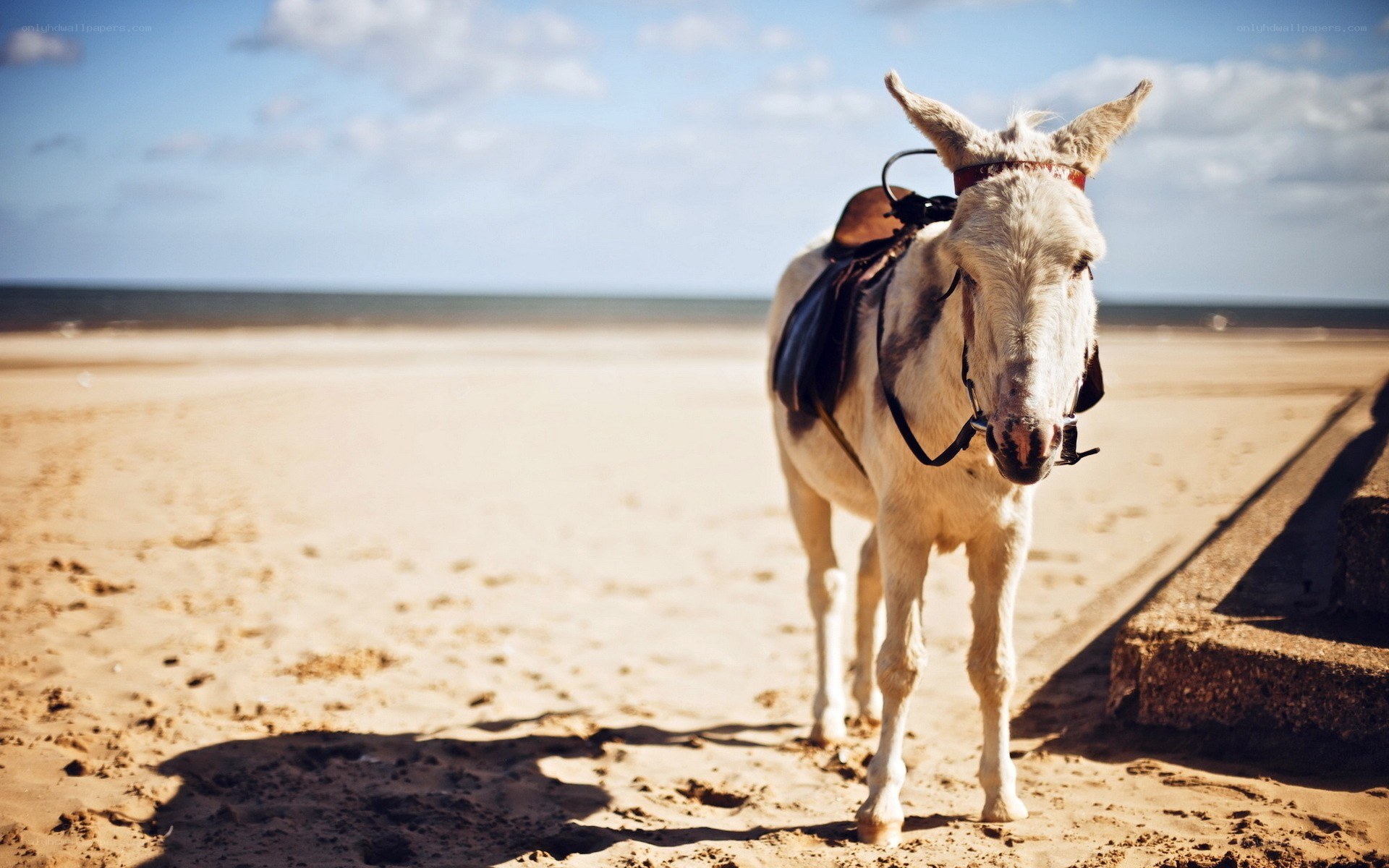 Donkey on a sandy beach