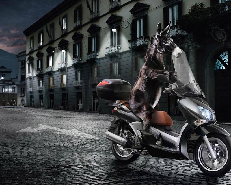 donkey on a scooter