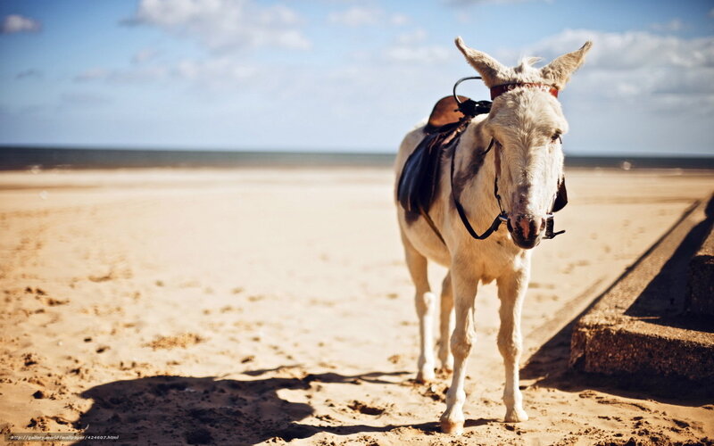 Donkey on Beach — Beige