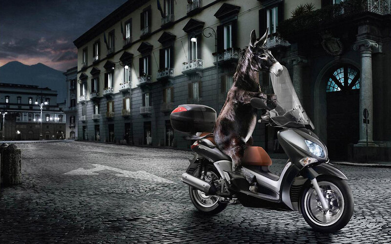 Donkey on Scooter