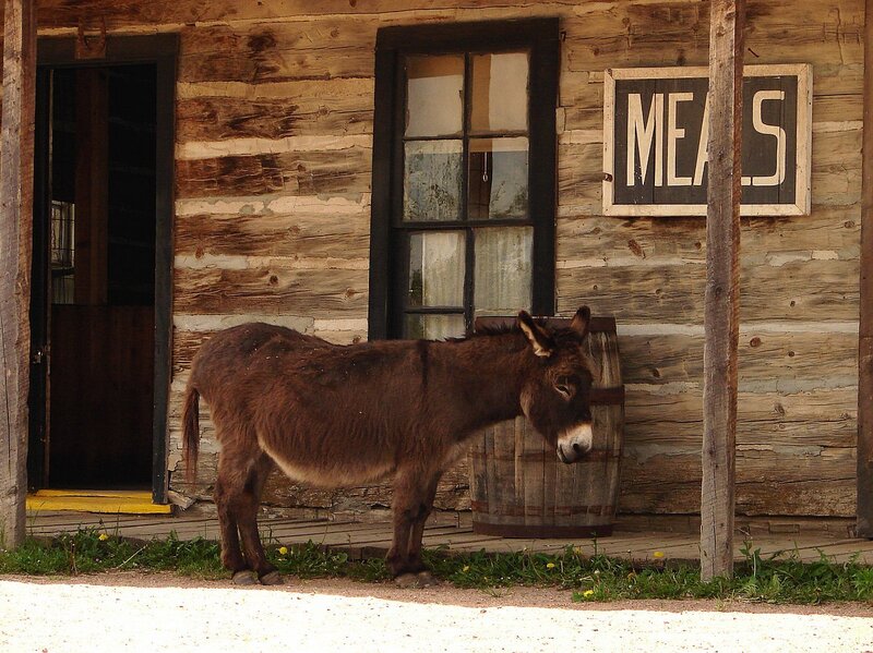 Donkey outside a log cabin