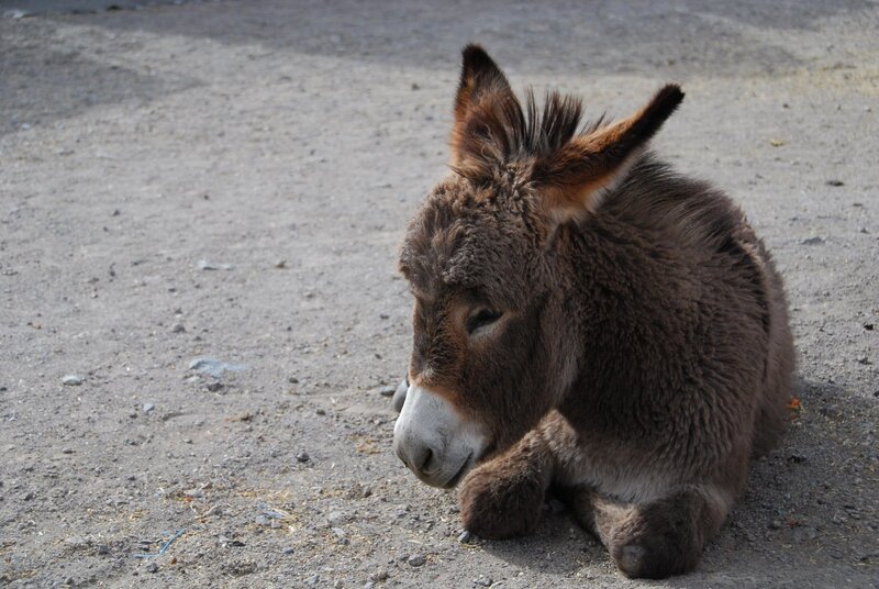 donkey resting on ground