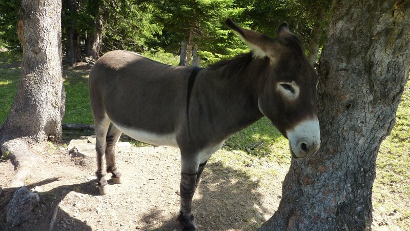 Donkey standing by a tree