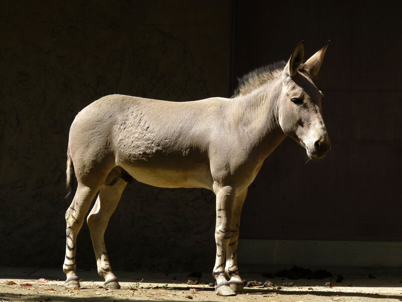 Donkey Standing in Sunlight