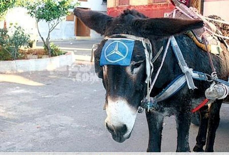 Donkey with Blindfold