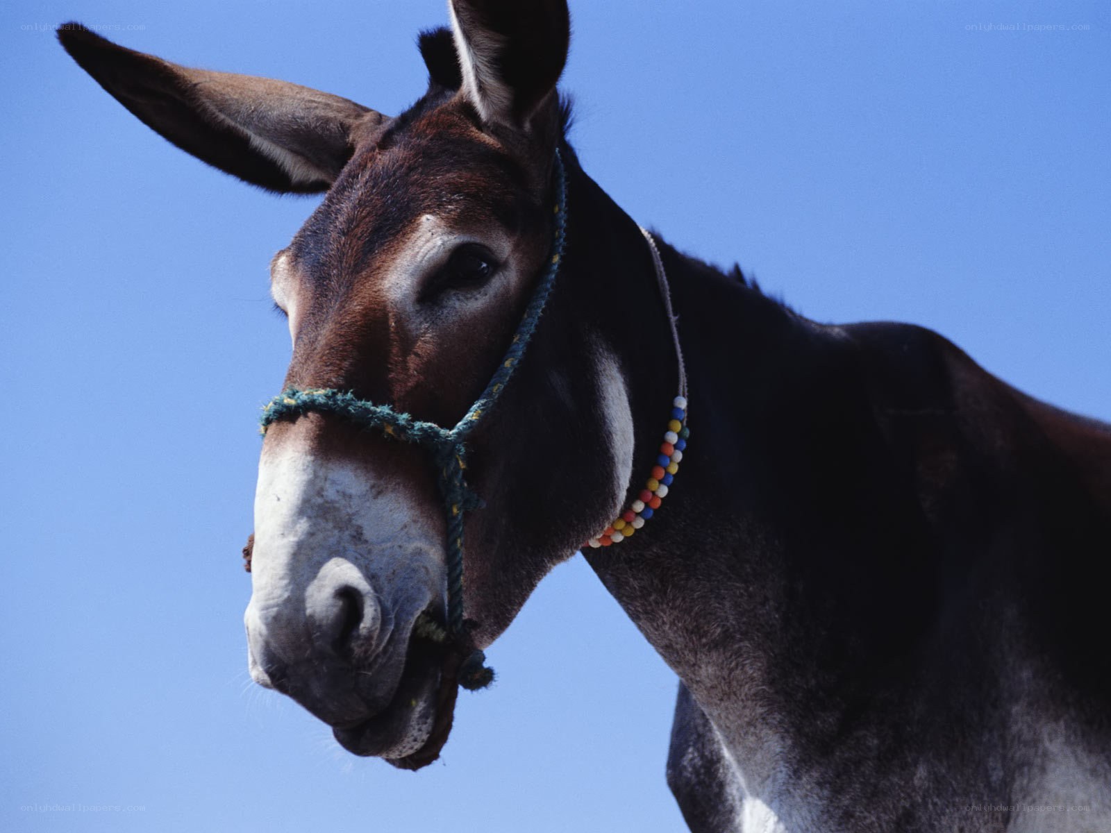 donkey with colorful beads