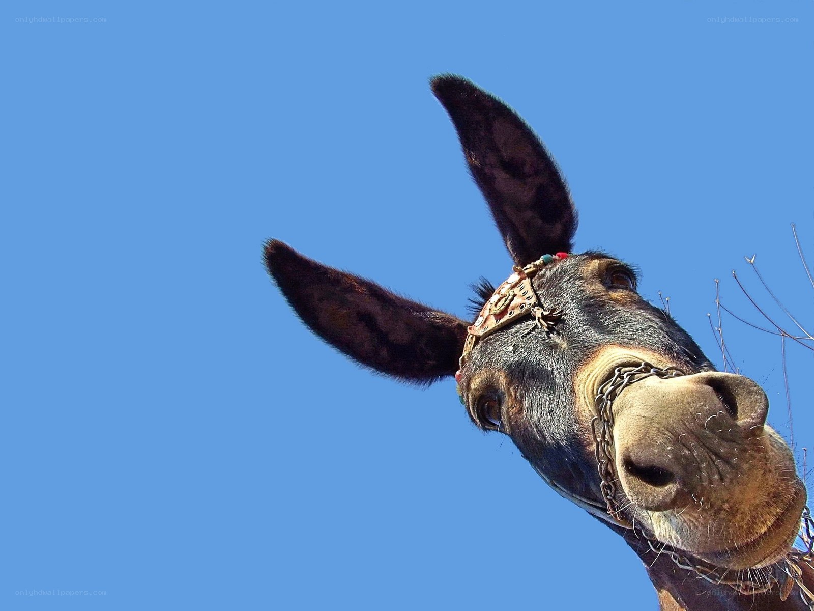 donkey with decorative bridle
