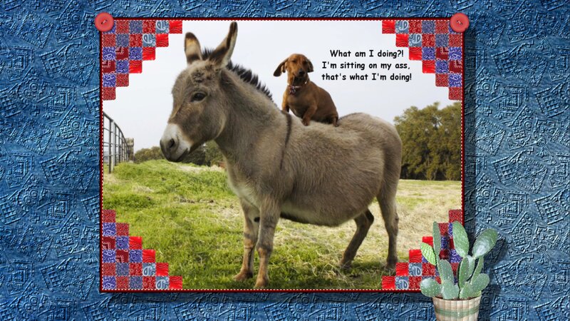 Donkey with Dog on Back
