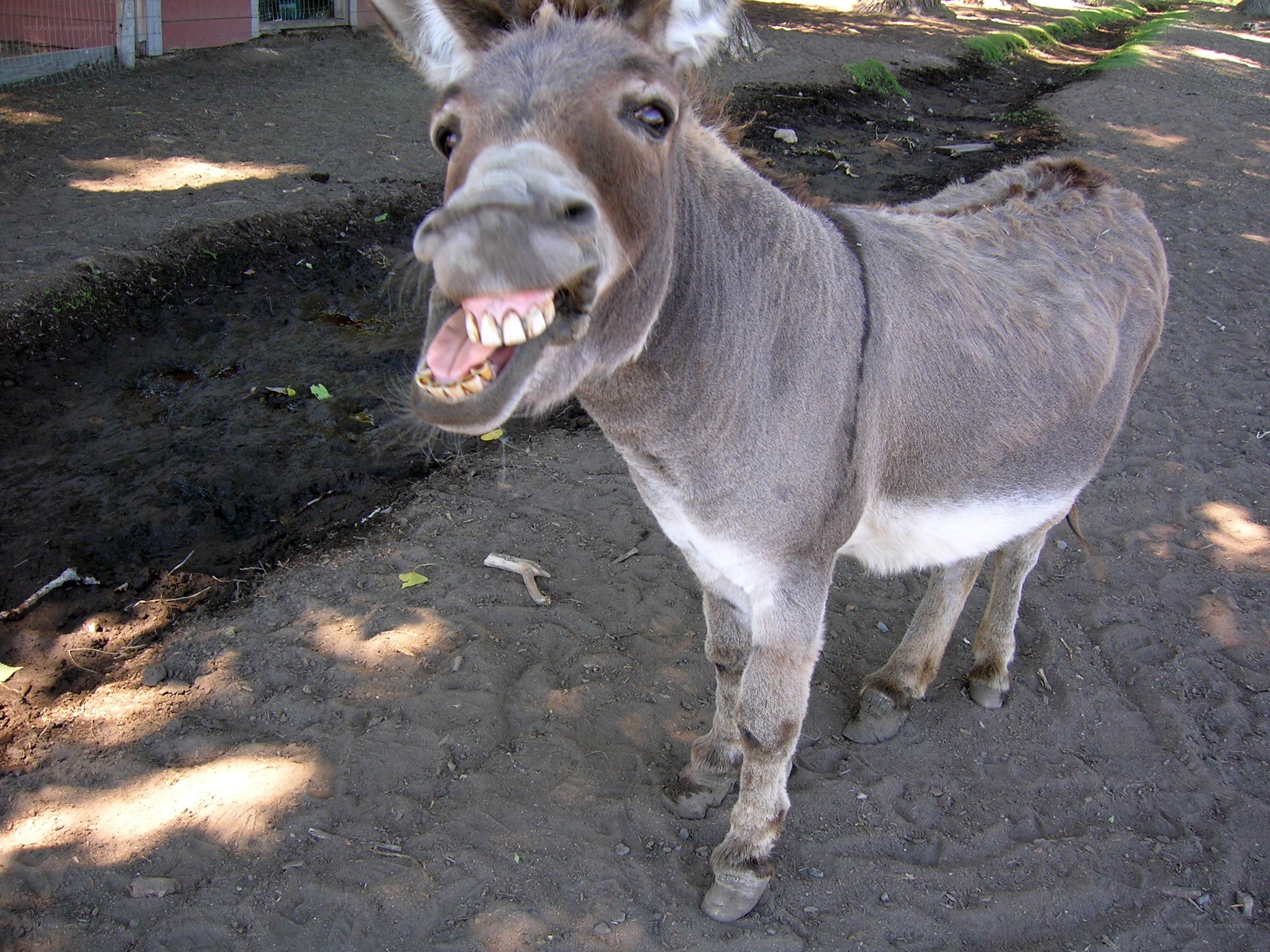 donkey with open mouth