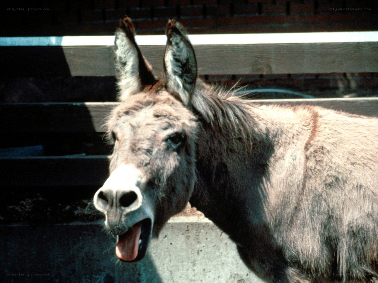 donkey with open mouth