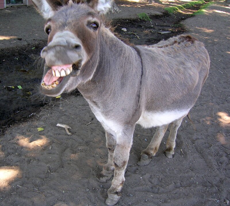 donkey with open mouth