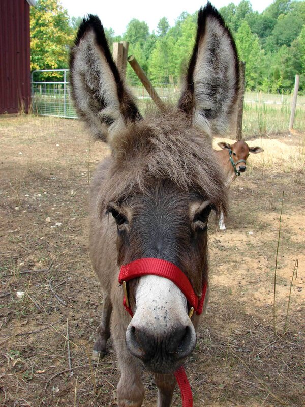 donkey with red halter