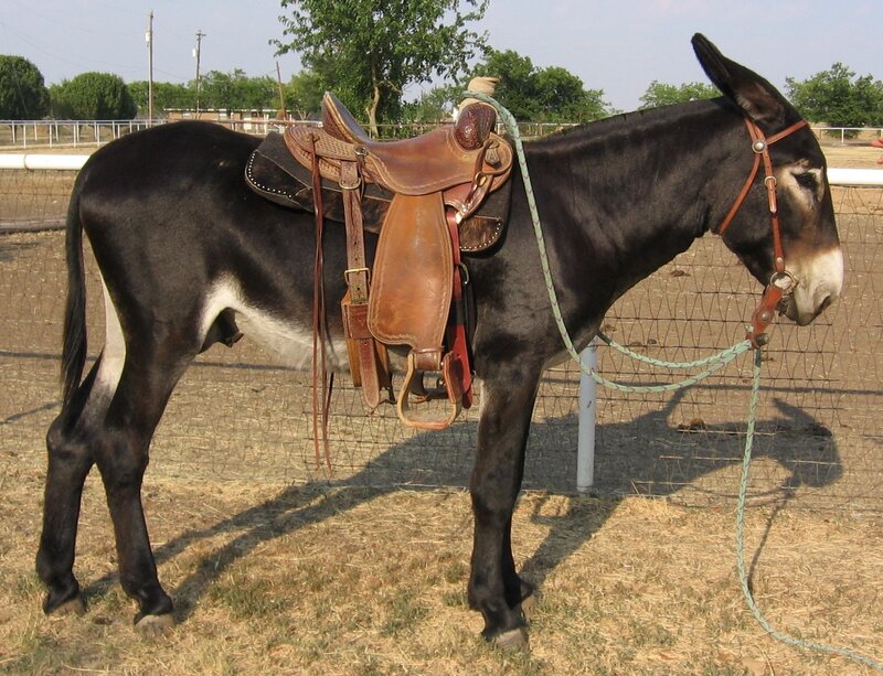 donkey with saddle in paddock