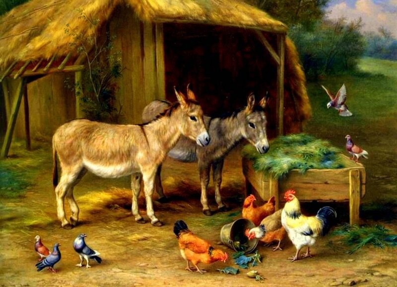 Donkeys and Chickens