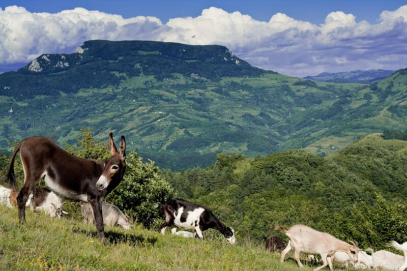 Donkeys and goats on a hillside