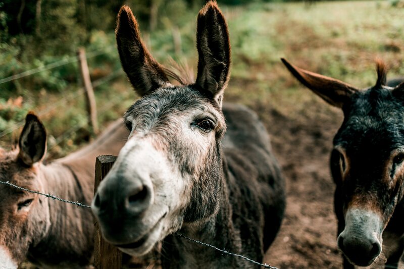 Donkeys Behind Fence