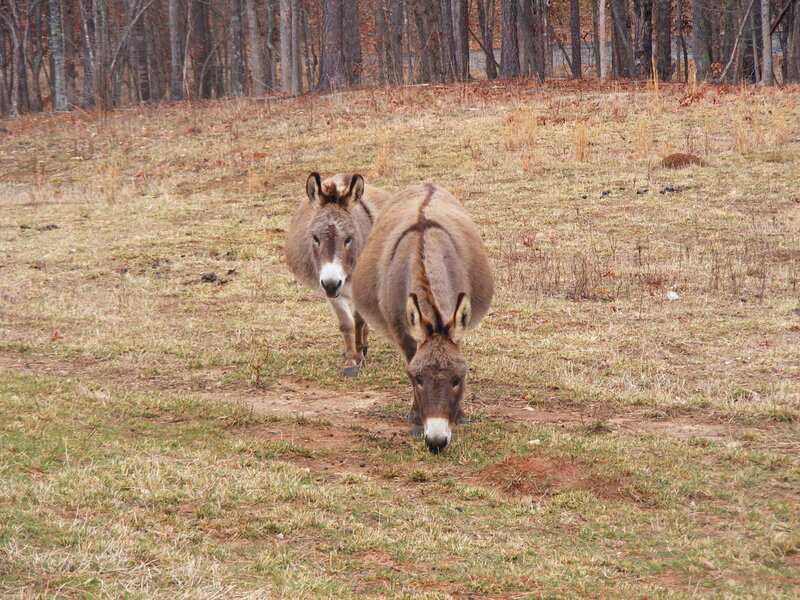 Donkeys grazing in a field