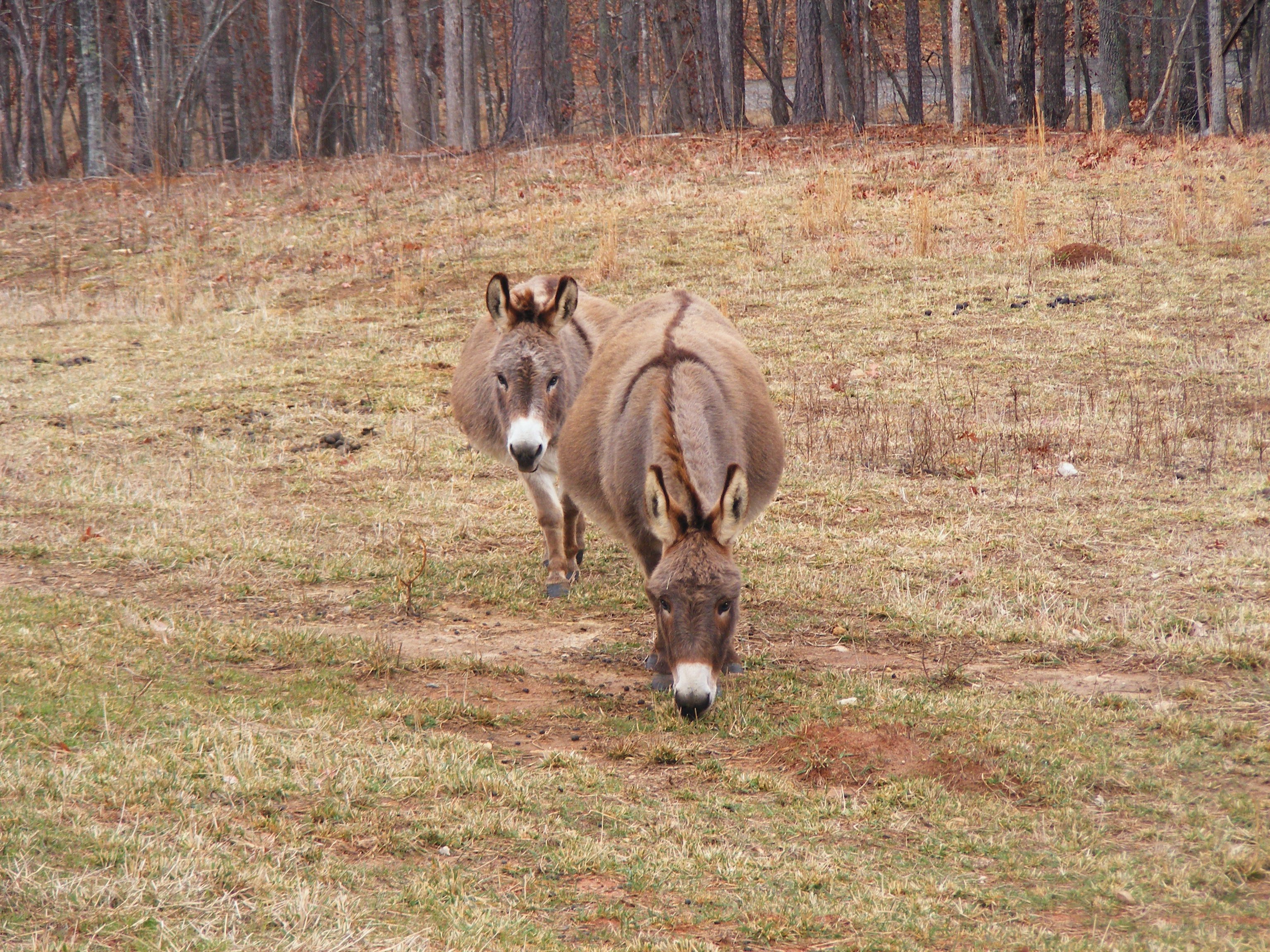 Donkeys grazing in a field