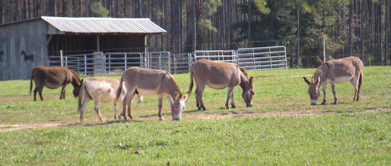 donkeys grazing in a field