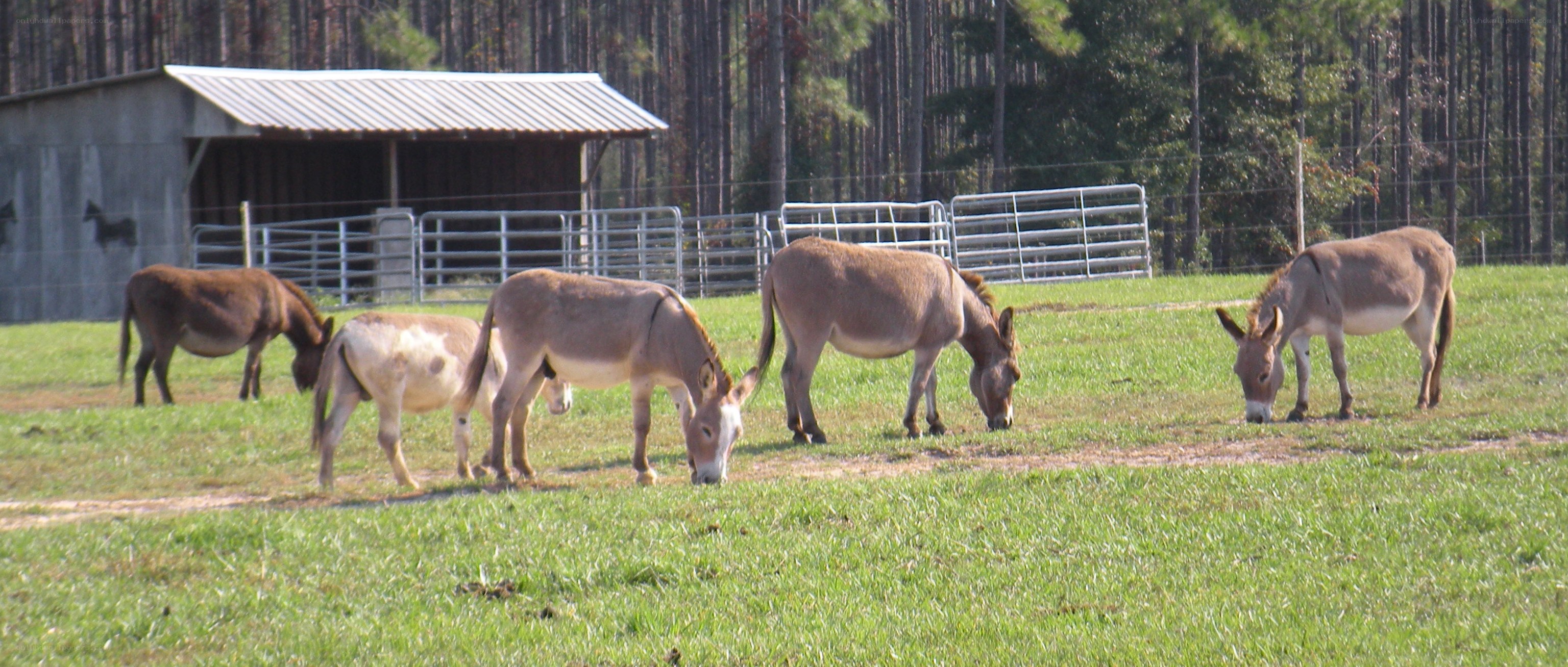 donkeys grazing in a field