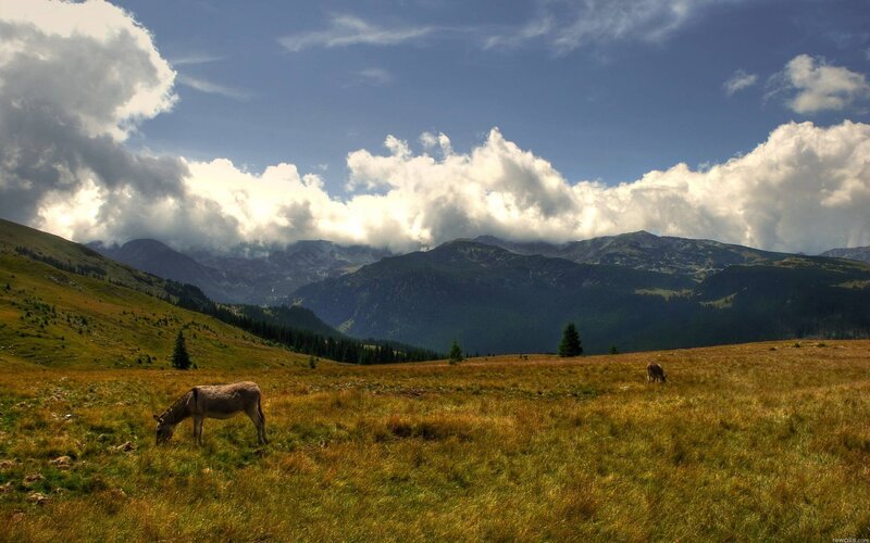 Donkeys Grazing in Field