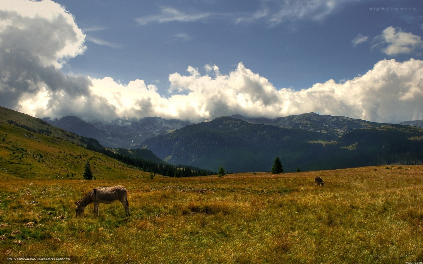 Donkeys grazing in mountain meadow