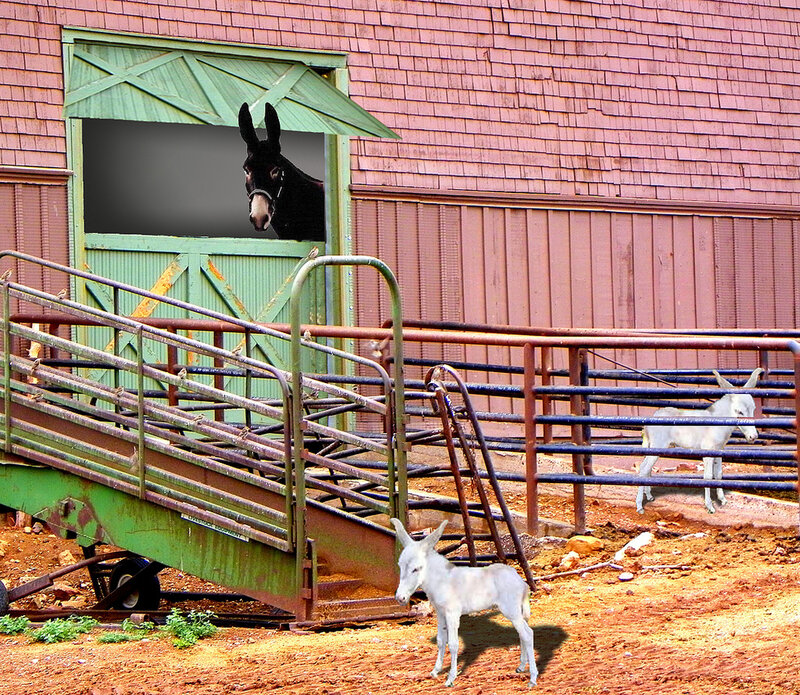 Donkeys in a Barnyard