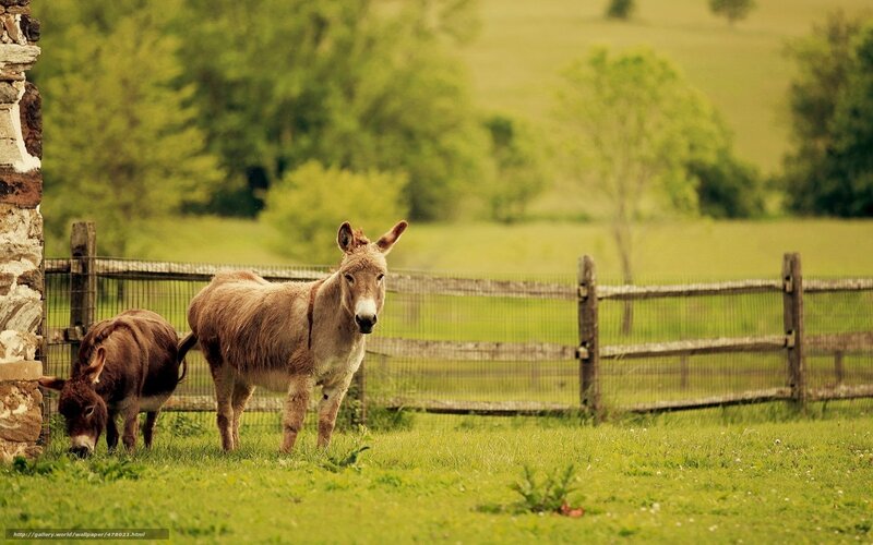 Donkeys in a green pasture