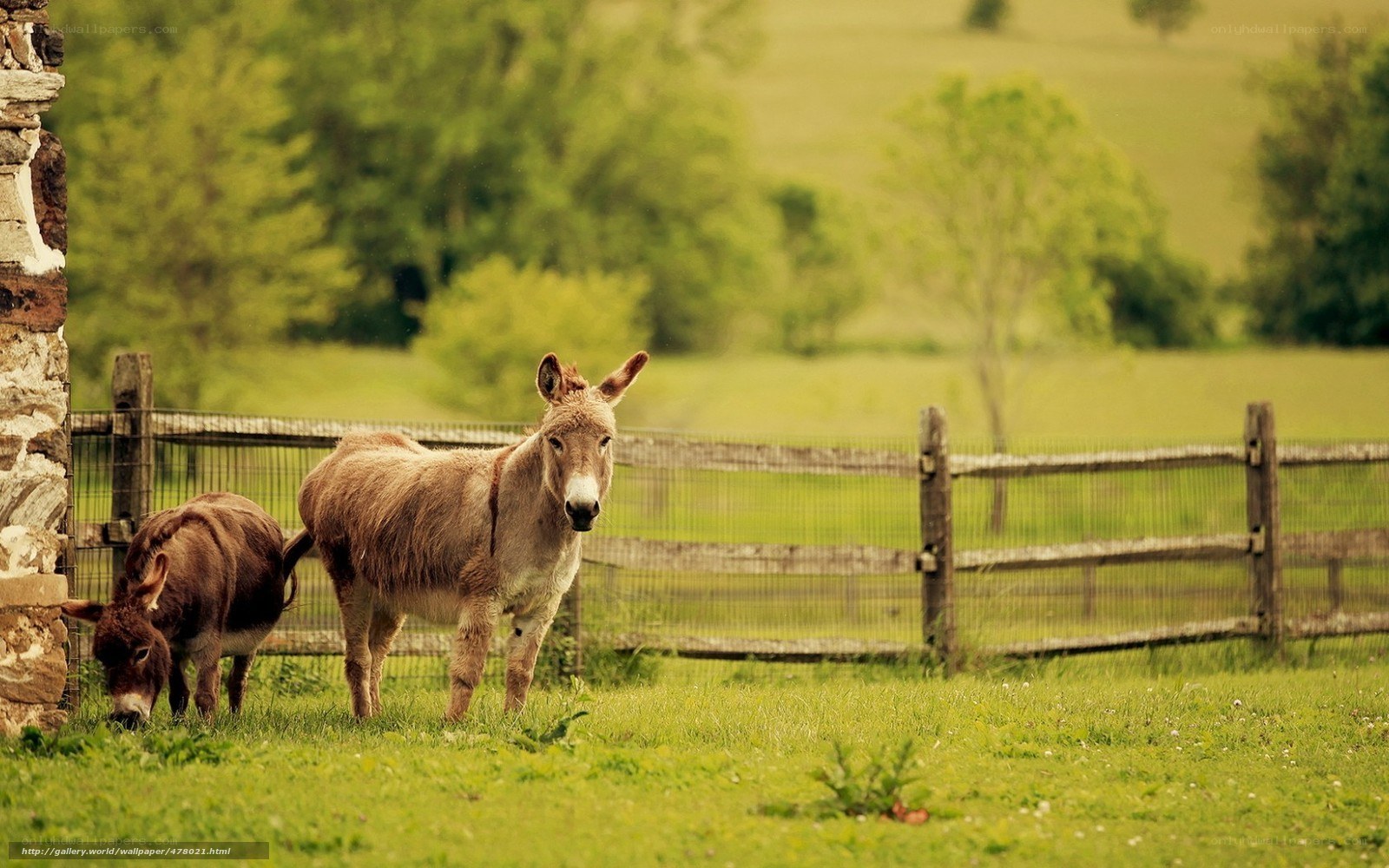 Donkeys in a green pasture