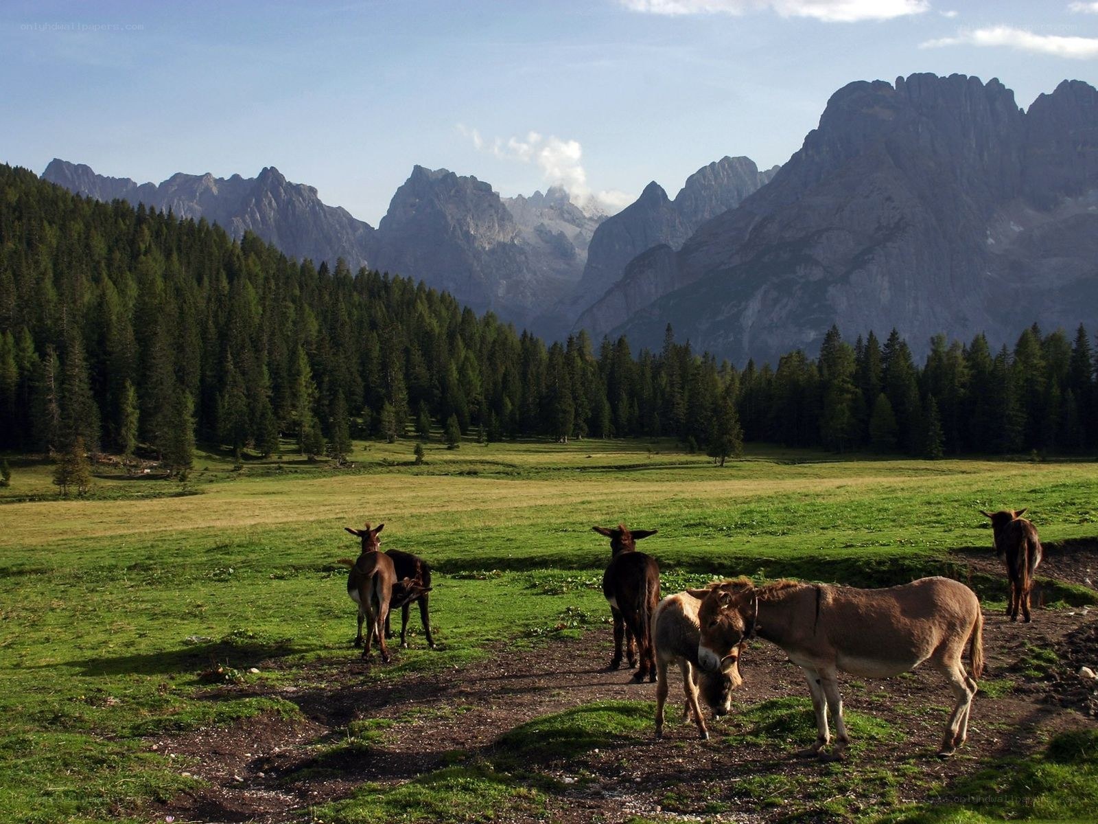 Donkeys in a mountain meadow