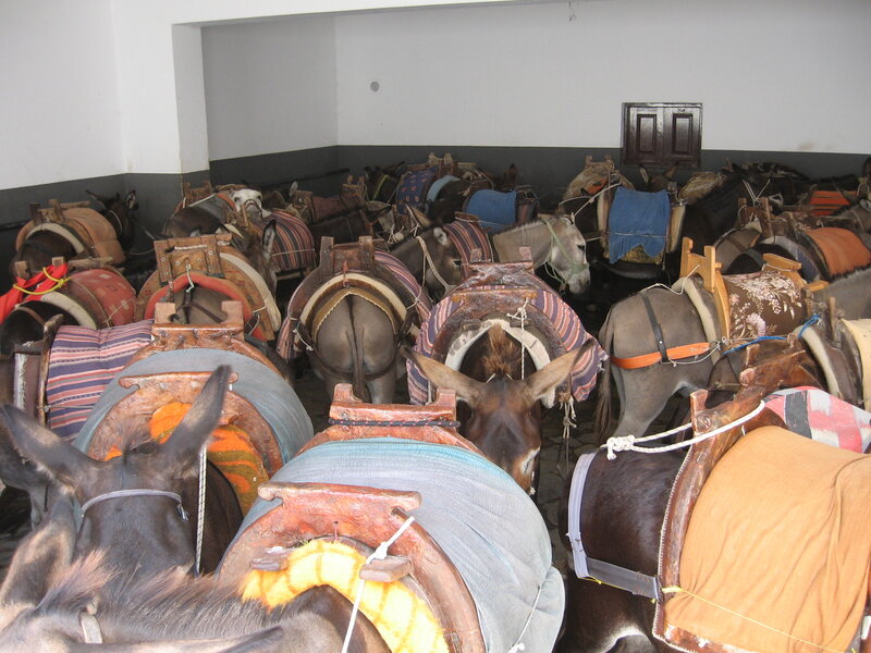 Donkeys in a Stable