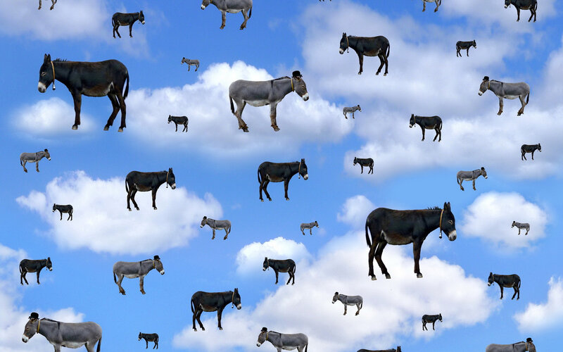 Donkeys in the Sky