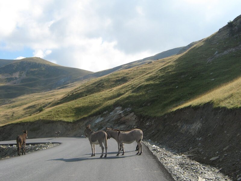 Donkeys on Mountain Road