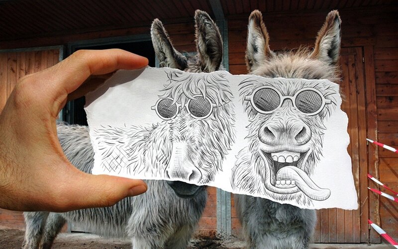 Donkeys with Drawing