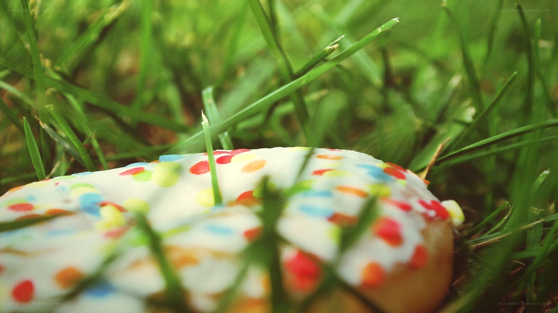 donut in the grass