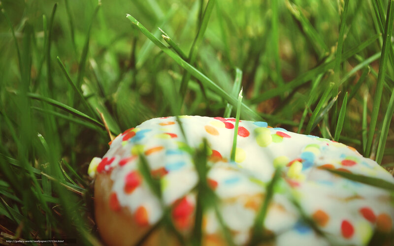 donut in the grass