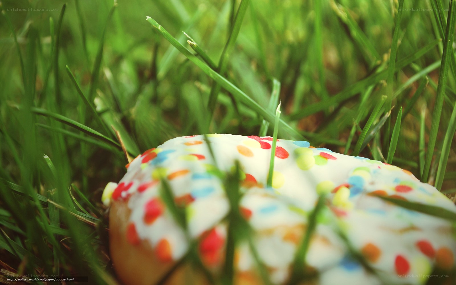 donut in the grass