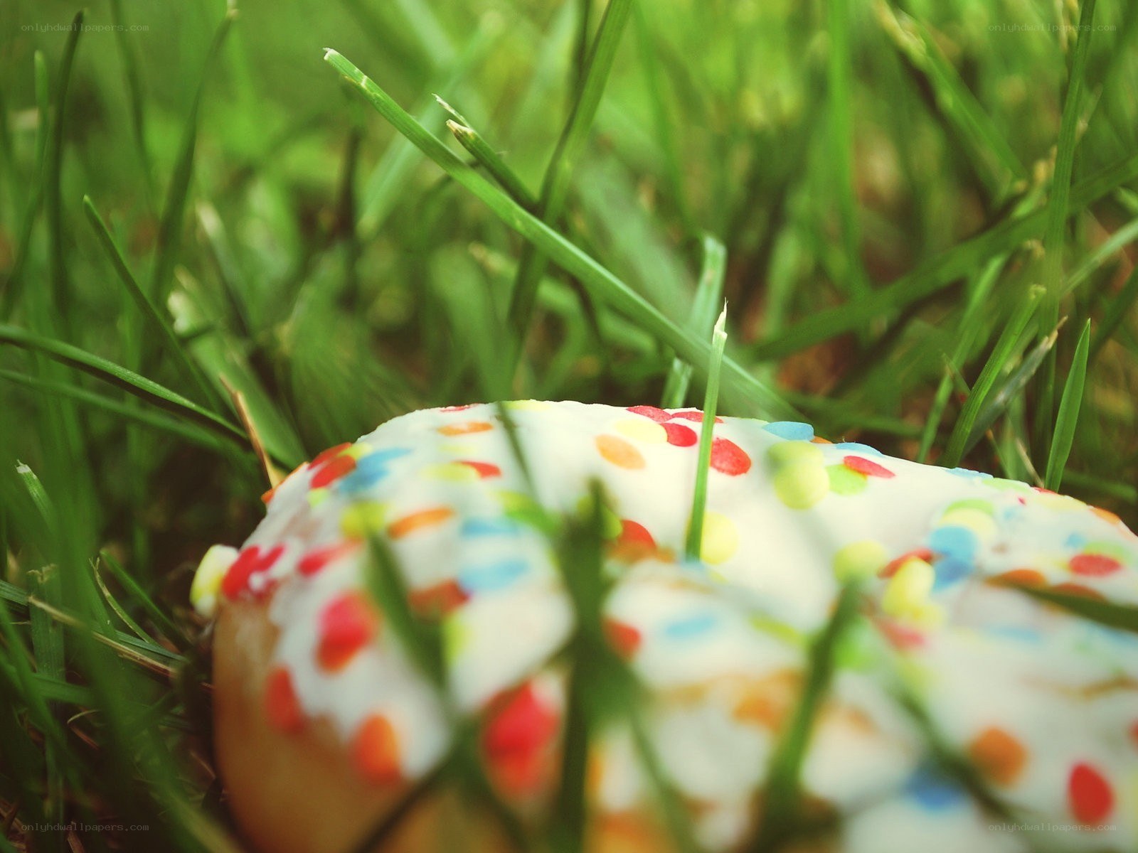 donut with sprinkles in grass